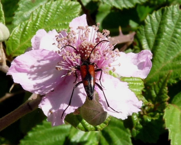 Stenurella bifasciata